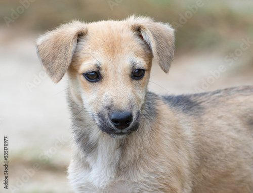 Dog, Canis familiaris. Close-up of a mongrel puppy