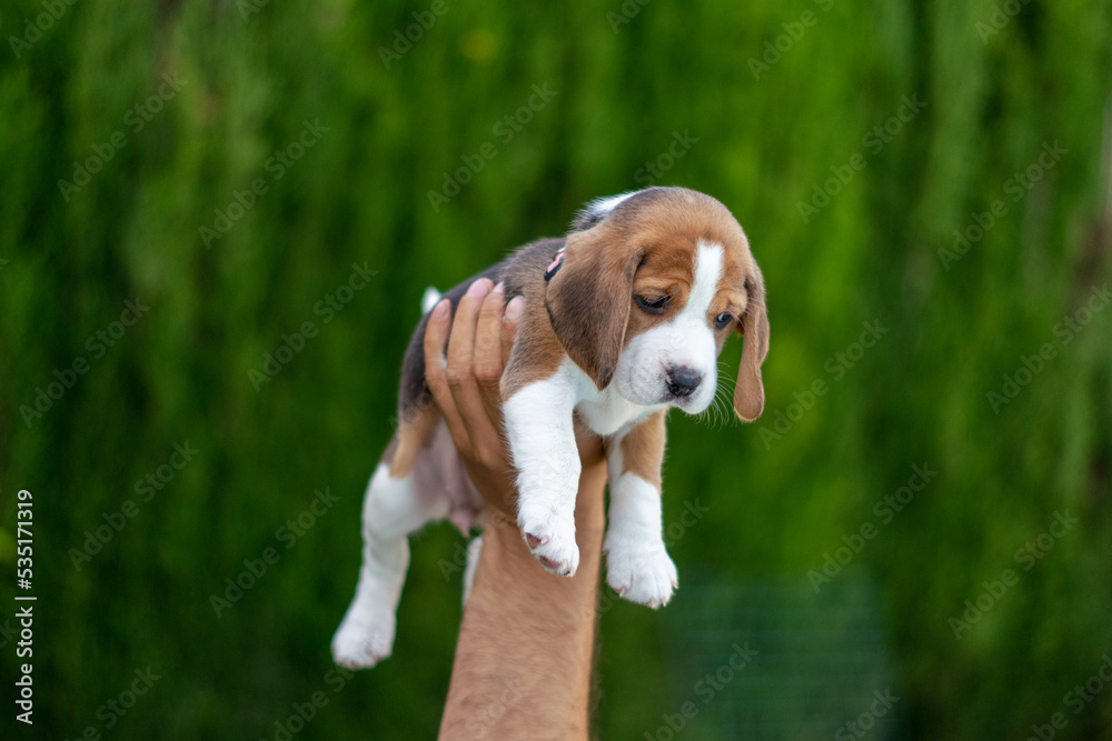 Beautiful portrait of a beagle pup held in the air by a person with a background of false cypresses