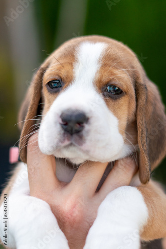 Beautiful portrait of a beagle pup held in the air by the hand of a person