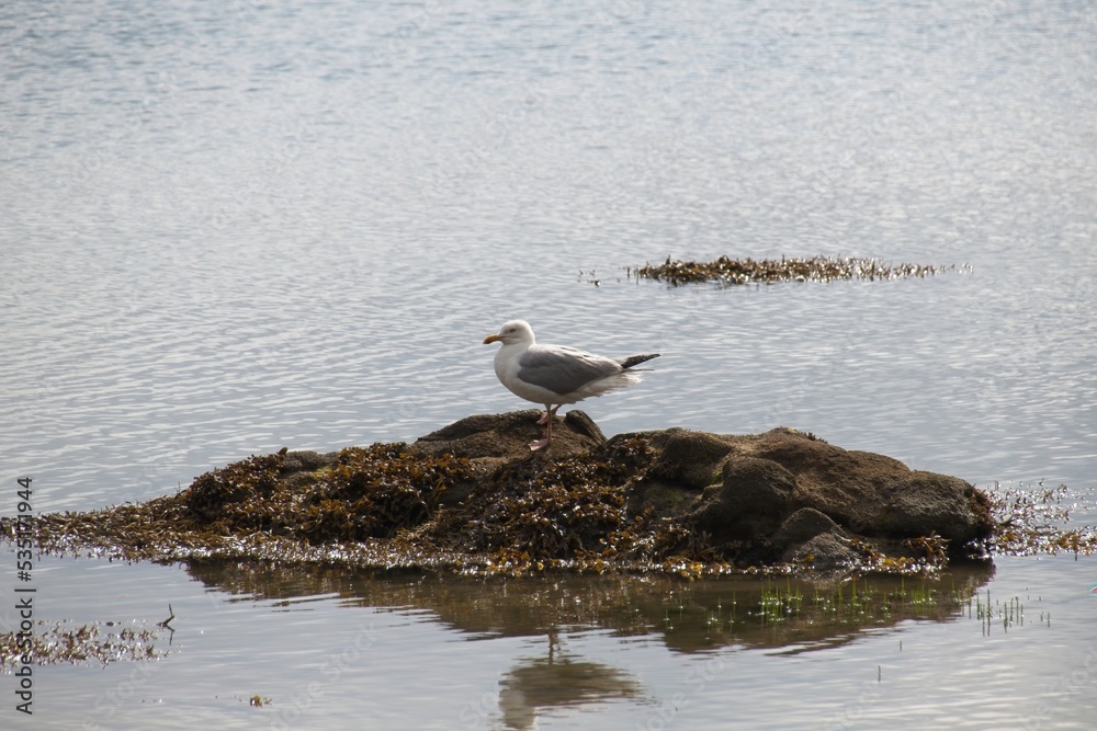 seagull on the beach