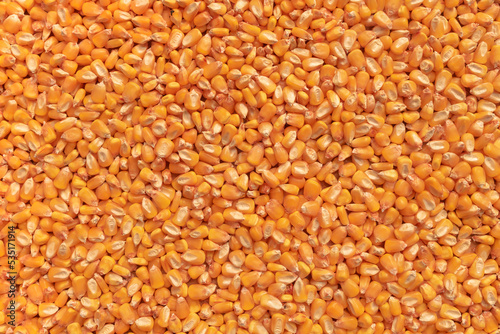 Top view of harvested corn grains as background