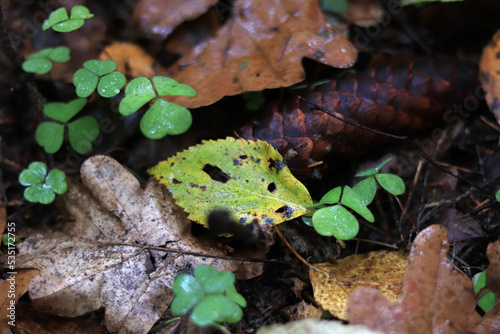 grass, leaves and cone in the forest, forest background