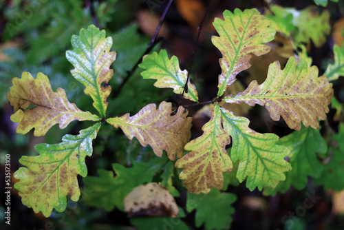 young oak tree in the rainy forest