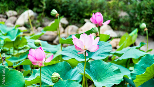 Pink lotus flowers and leaves in lake