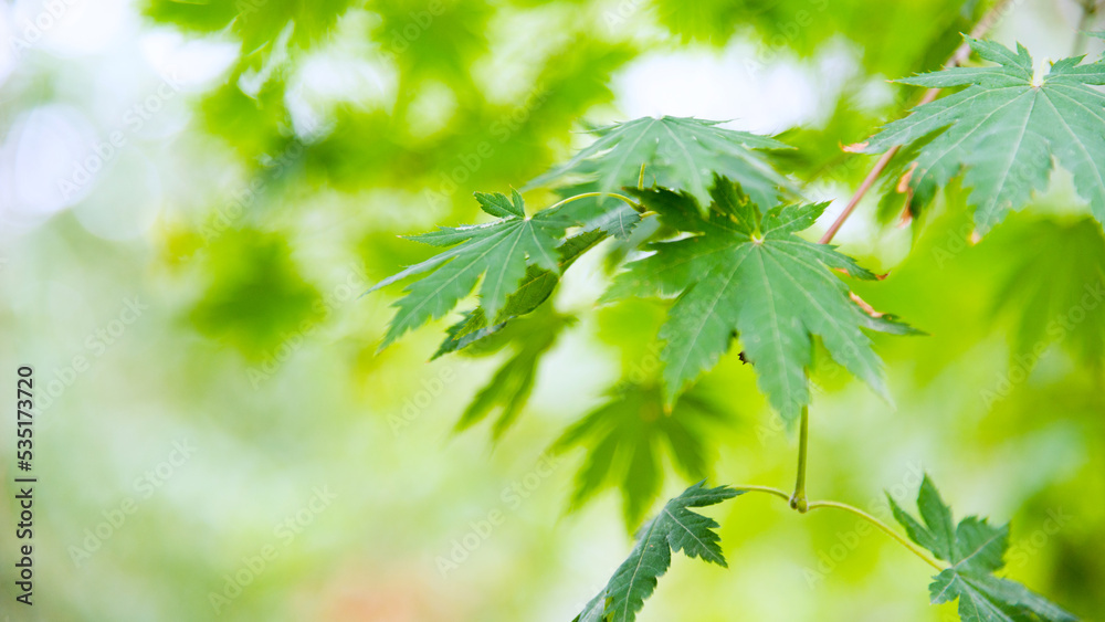 Japanese green maple leaves on blurred background Japanese green maple leaves on blurred background
