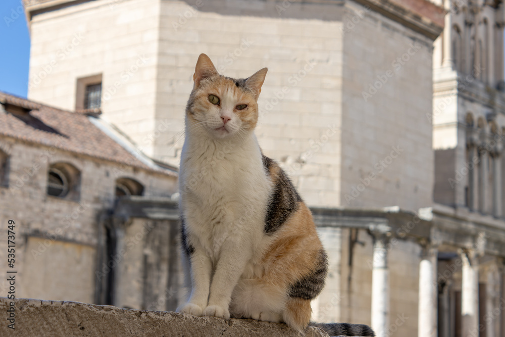 A cat sitting on a wall in Split, Dalmatia, Croatia. In the background Diocletian's Palace. A cat sitting on a wall in Split, Dalmatia, Croatia. In the background Diocletian's Palace.