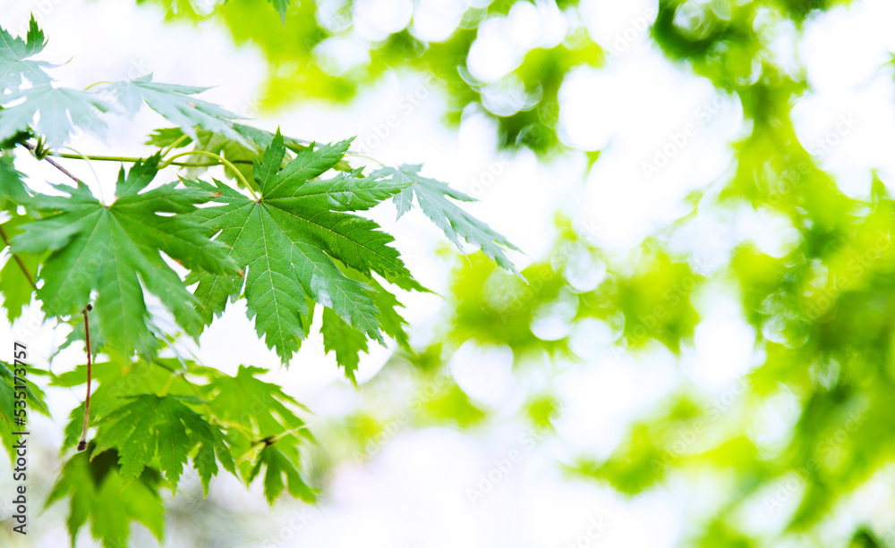 Japanese green maple leaves on blurred background Japanese green maple leaves on blurred background