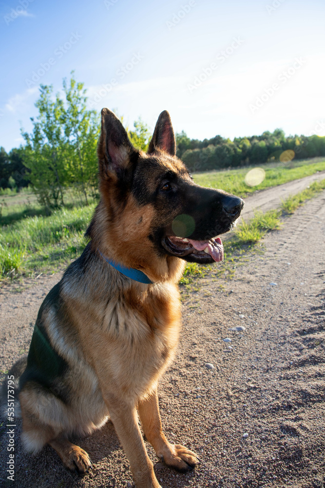 A shepherd dog sits on the road.