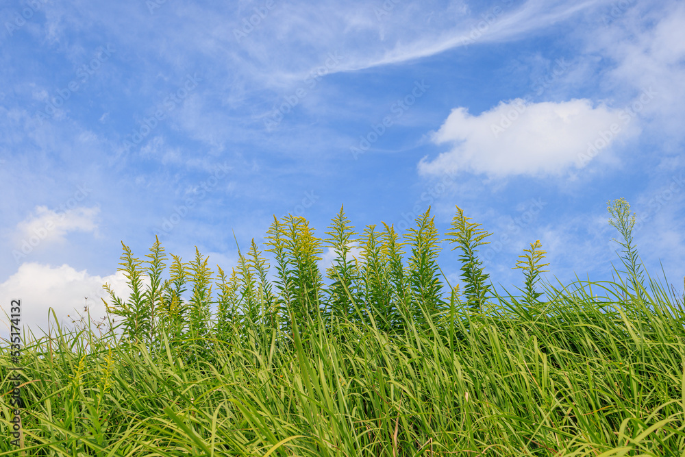 Fototapeta premium 爽やかな秋の空と真っすぐ伸びる草
