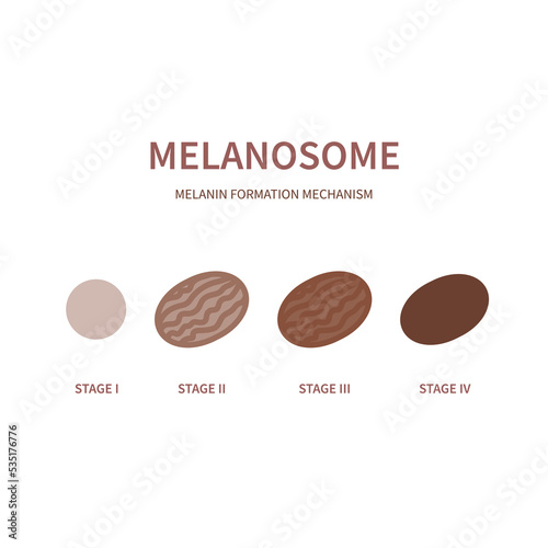 Melanin synthesis process. Stages of melanosome organelles maturation scheme. Melanogenesis diagram. Pigment formation for skin, hair and eye colour tone. Vector illustration.