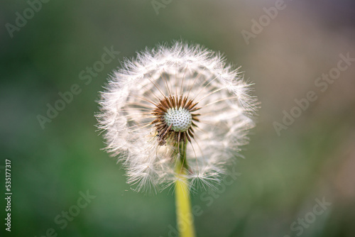 White dandelion against the background of blury green foliage close up  dandelion seed head flying apart