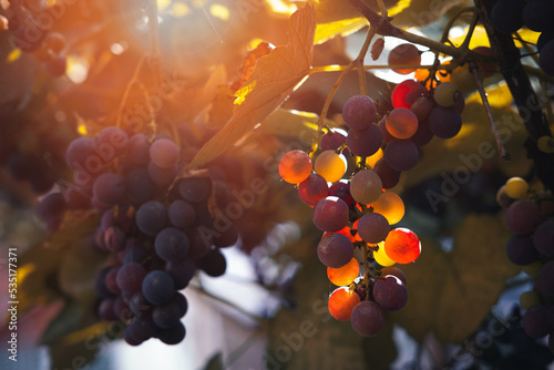 Ripe grapes hung on vineyards of grape trees. In the morning vineyard.