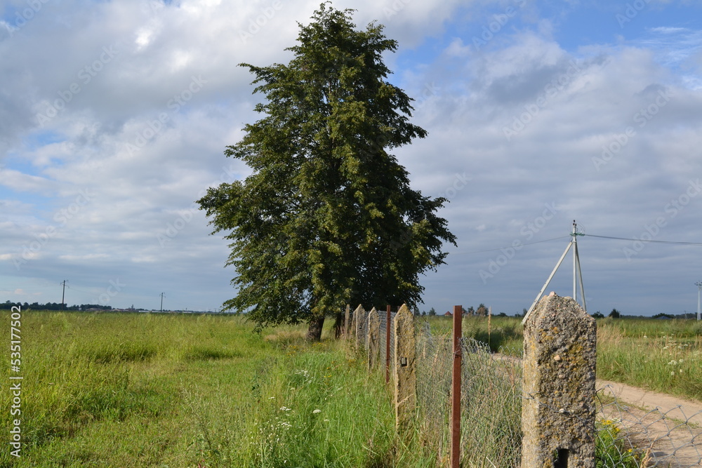 Obraz premium landscape with trees