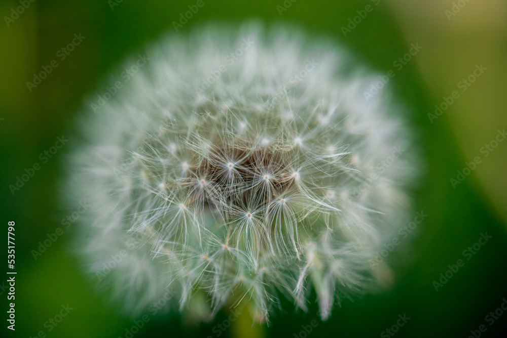Fototapeta premium White dandelion against the background of blury green foliage close up