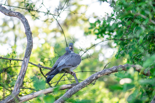 Wood pigeons, mating ritual of pairs of birds. A pair of gray doves on the branches of a tree © Євген Малюга