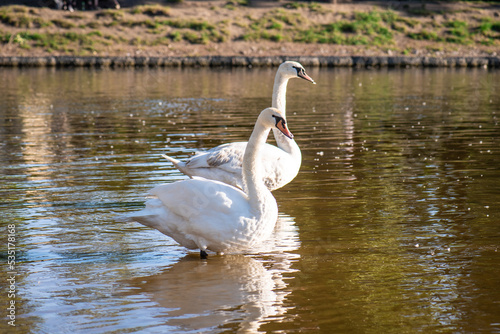white swans on the water