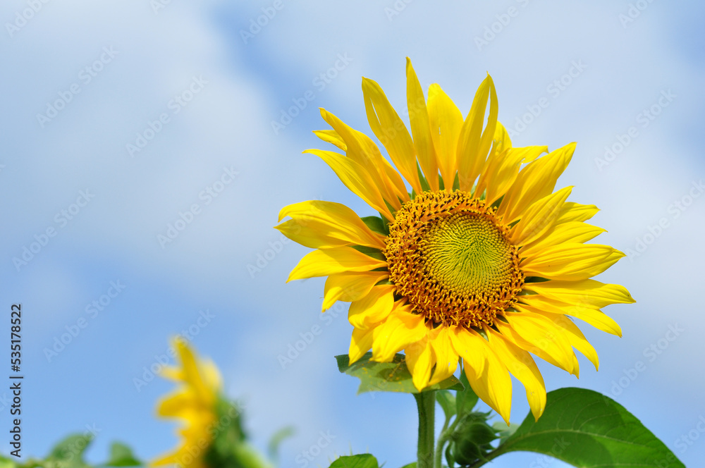Sunflower blooms against a cloudy blue sky background Sunflower blooms against a cloudy blue sky background
