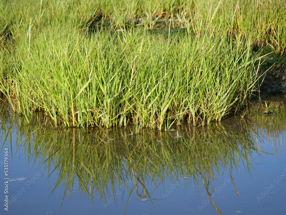 Fototapeta premium Green seagrass reflected in the water