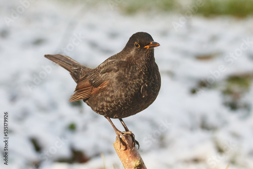 Amsel im Winter	 photo