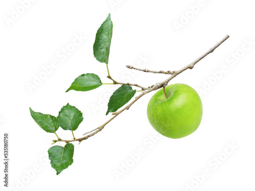 Two green granny smith apples hang on branch with green leaves isolated on white background.