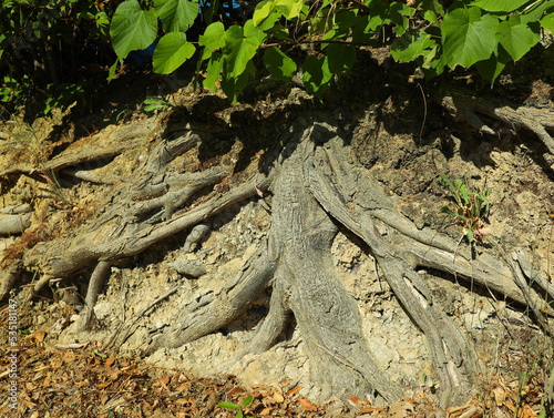 Tree roots visible through ground on sunny day