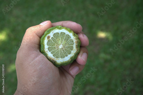 Hand holding kaffir lime (citrus hystrix) or makrut lime. shoutheast asia citrus fruit photo