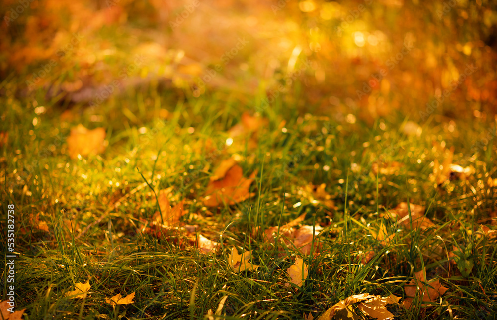 Yellow and orange leaves on the grass. Sunny autumn background Yellow and orange leaves on the grass. Sunny autumn background