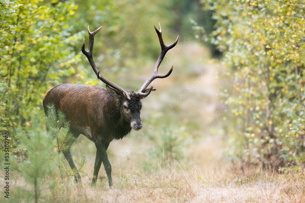 Obraz premium Red deer in forest (Cervus elaphus) Stag