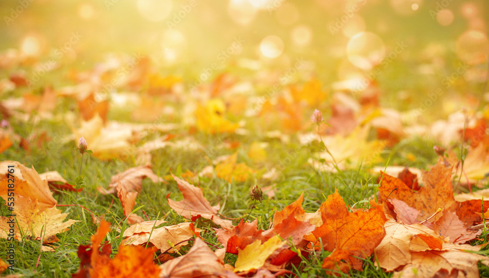 Beautiful autumn background with maple leaves Beautiful autumn background with maple leaves