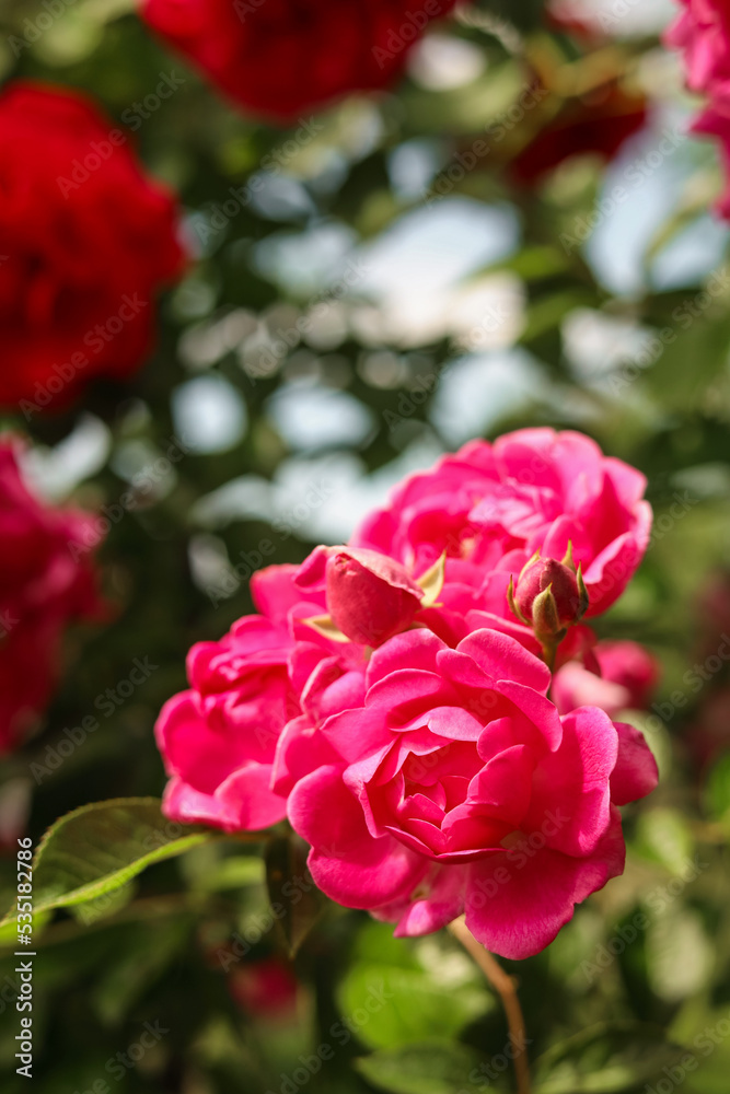 Closeup view of beautiful blooming rose bush outdoors on sunny day. Space for text Closeup view of beautiful blooming rose bush outdoors on sunny day. Space for text