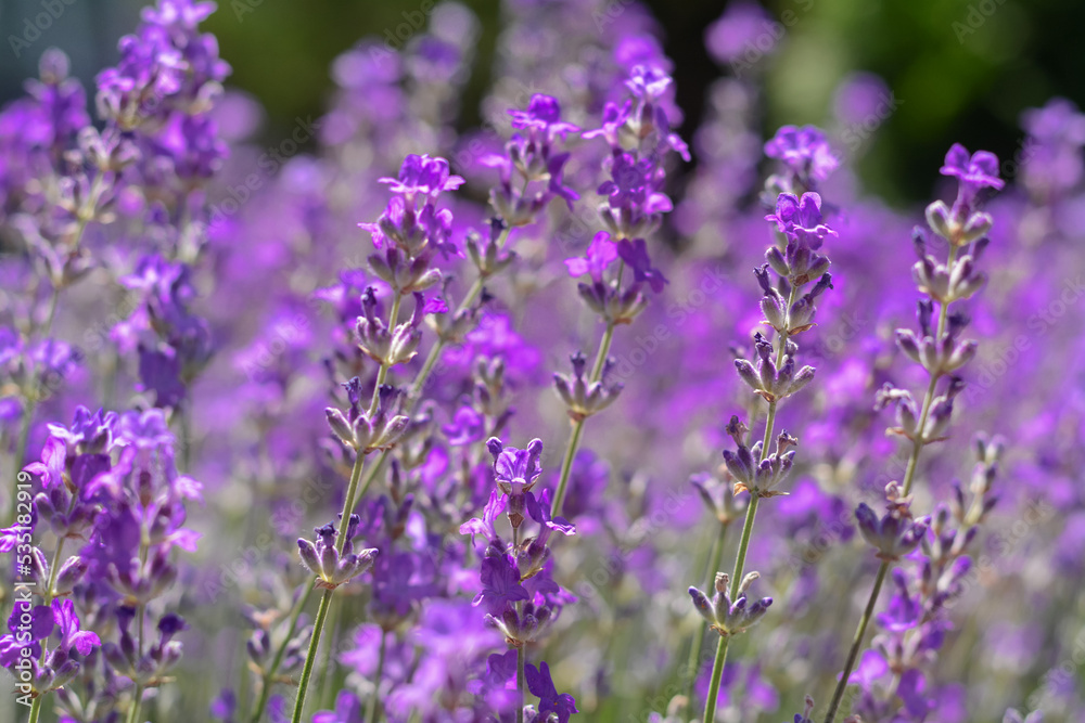 Beautiful blooming lavender in field, closeup view Beautiful blooming lavender in field, closeup view