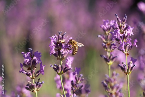 Fototapeta Naklejka Na Ścianę i Meble -  Closeup view of beautiful lavender with bee in field on sunny day