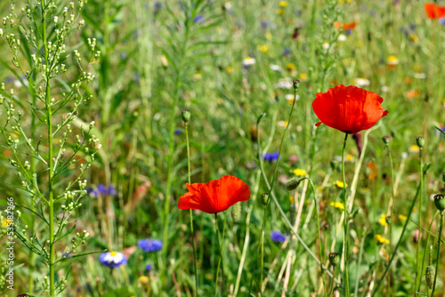 Beautiful blooming red poppy flowers in meadow on sunny day