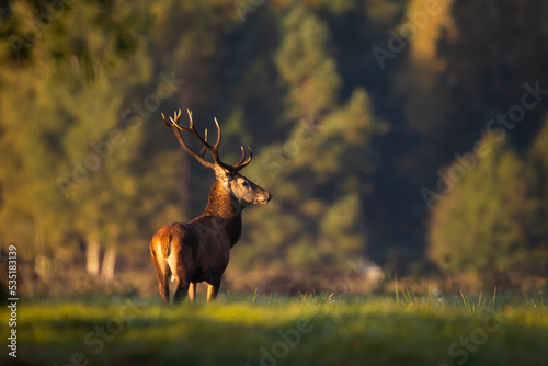 Red deer in forest (Cervus elaphus) Stag