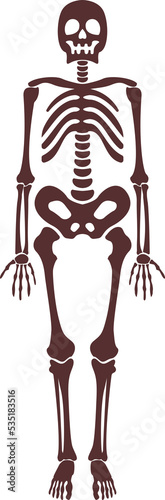 Cartoon brown human skeleton isolated object