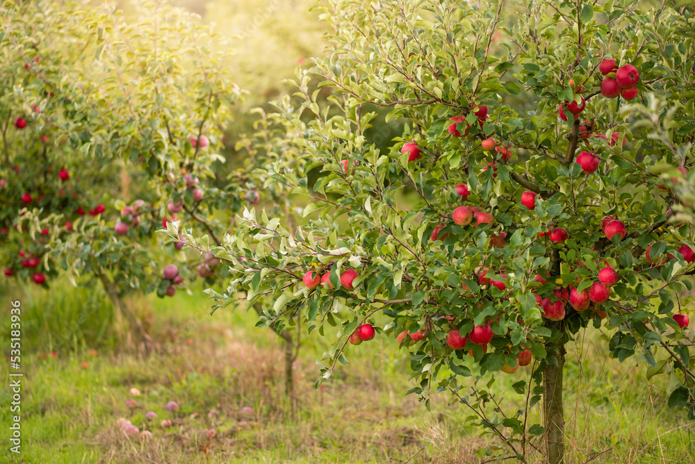 Apple tree with red apples in the garden
