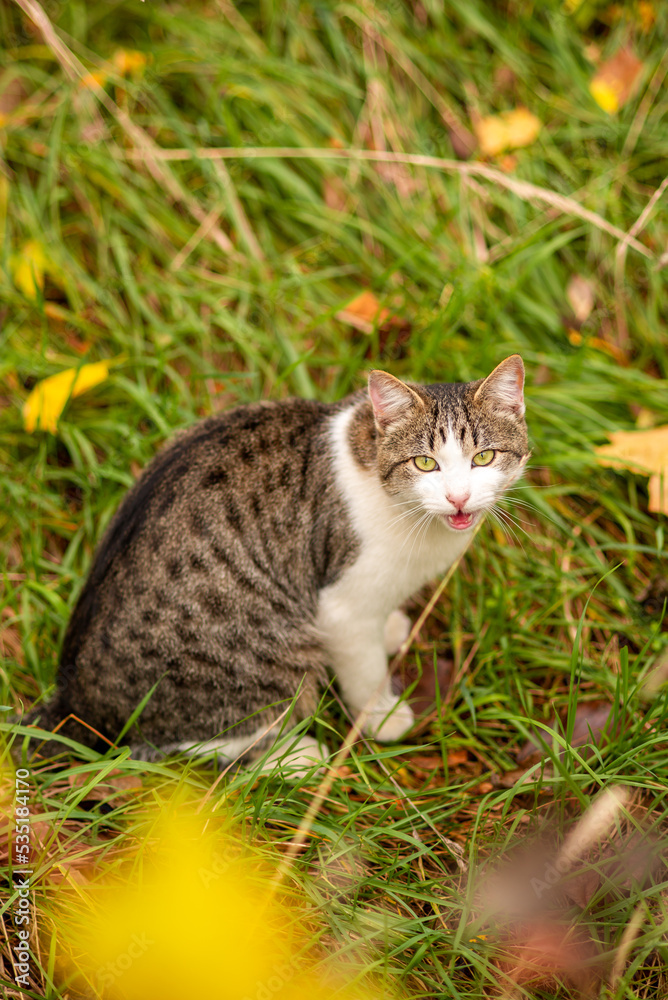 A cat in an autumn park with its mouth open . The cat calls the owner