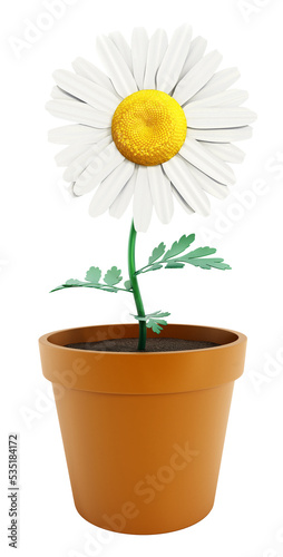 Daisy in the pot on transparent background. © Destina