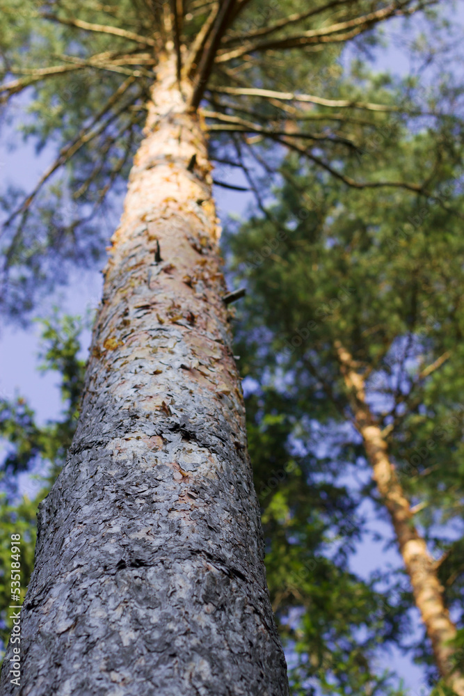 Fototapeta premium vertical image with pine tree in the forest in sunny day as a wild nature background