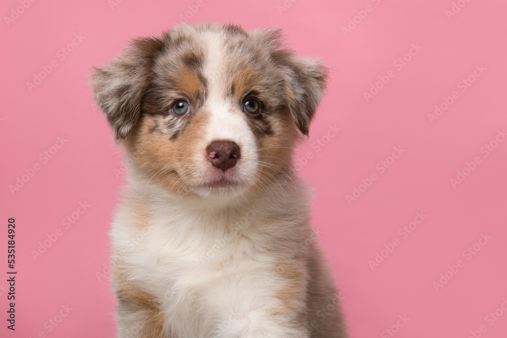 Portrait of cute australian shepherd puppy looking at the camera on a pink background