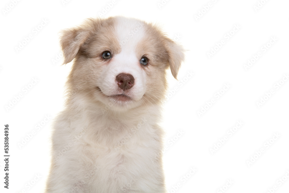 Portrait of cute australian shepherd puppy looking at the camera isolated on a white background