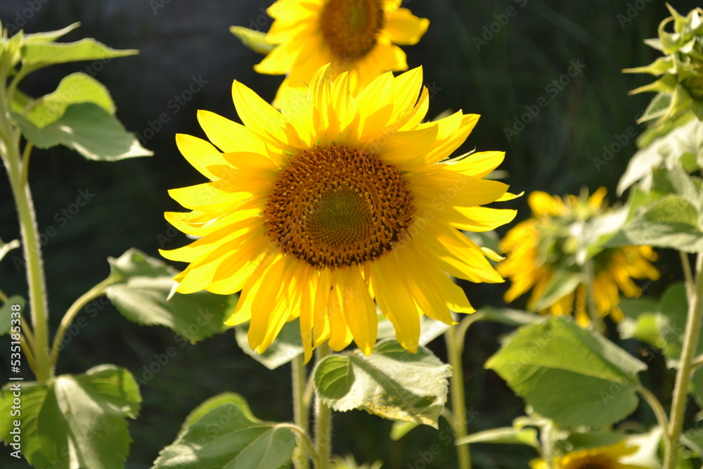 Fototapeta premium sunflowers in the field