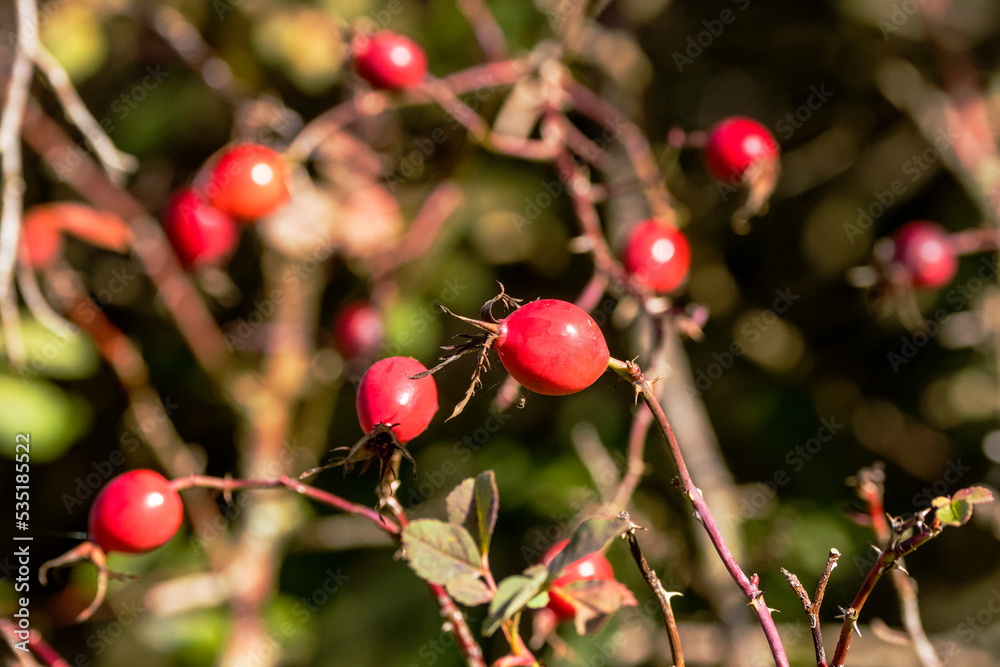 Hagebutte der Hundsrose (Rosa canina)