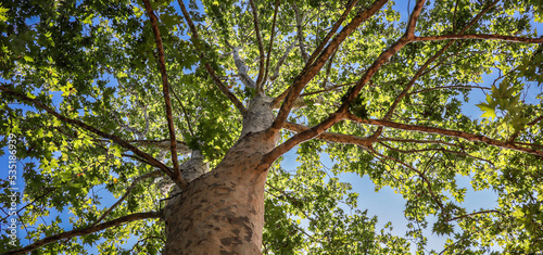 Panorama Leaf Tree in Lombardia. Below View of Green Tree with Trunk in Italy during Summer Season.
