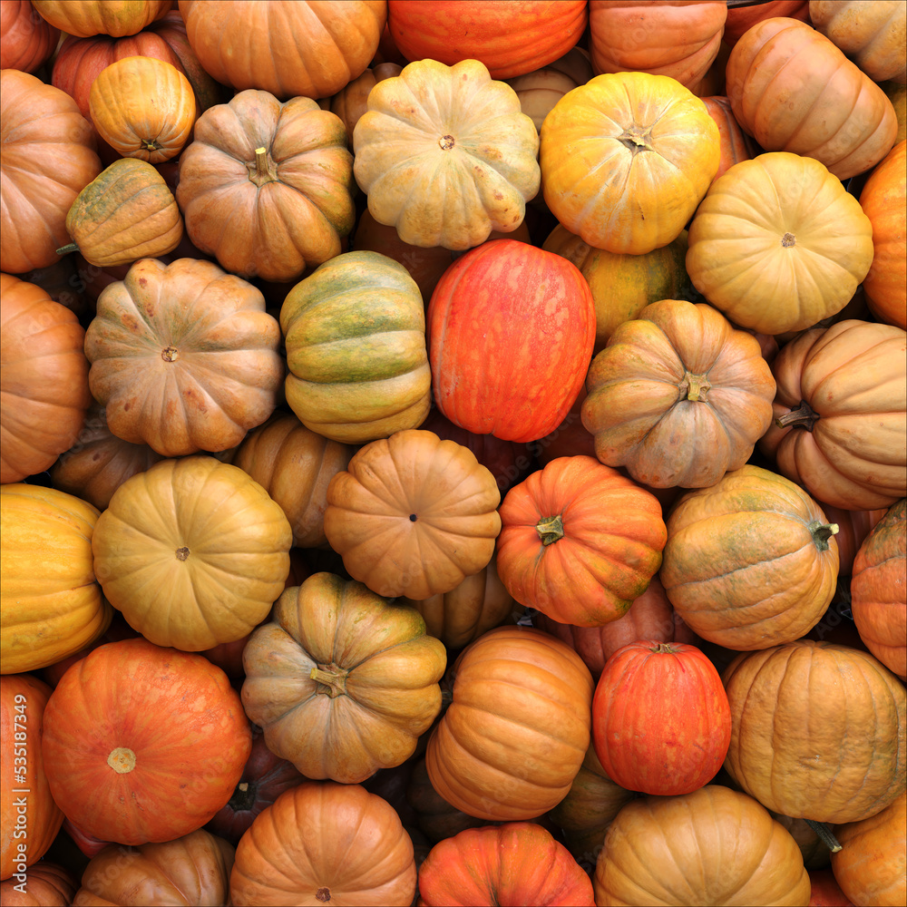 Colorful varieties of pumpkins. Color gradient background