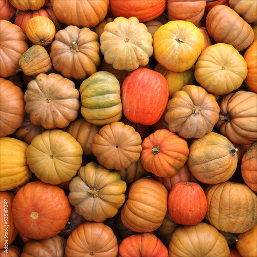 Colorful varieties of pumpkins. Color gradient background