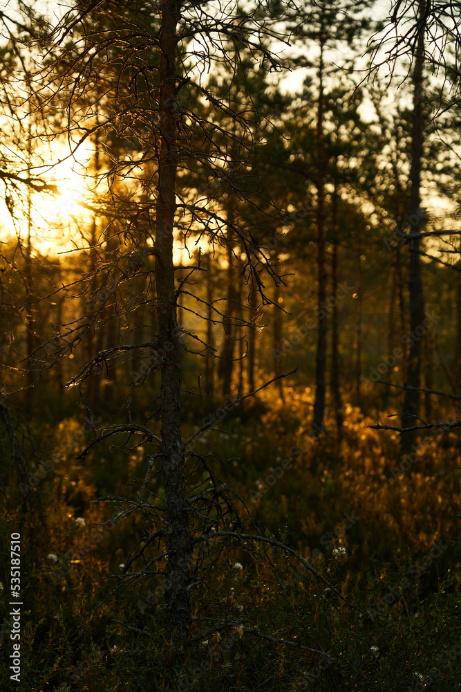 Obraz premium forest at sunrise or sunset. The lights of a sun