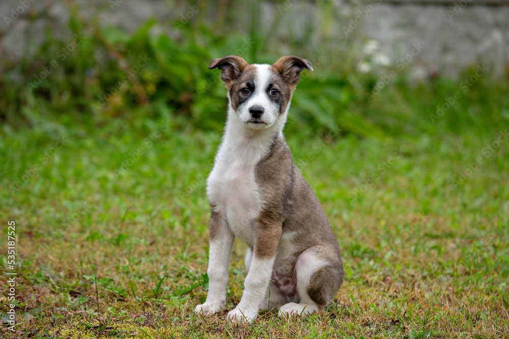 portrait of a puppy