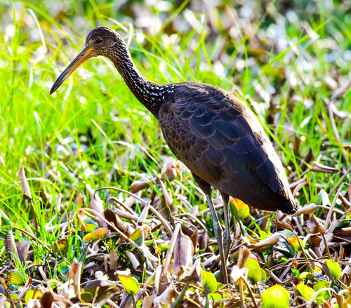 great blue heron