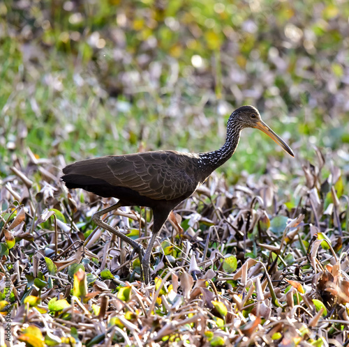 stork in the grass
